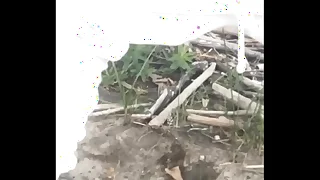 Obeying the brush pee outside